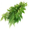 Curry Leaf