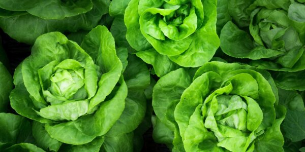 agence-producteurs-locaux-damien-kuhn-fd05H8aHoXY-unsplash agence-producteurs-locaux-damien-kuhn-fd05H8aHoXY-unsplash