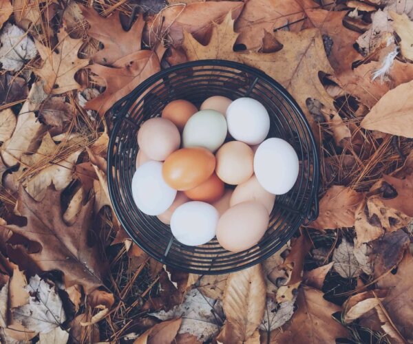 Chicken Eggs - Free Range, Nutrient dense eggs