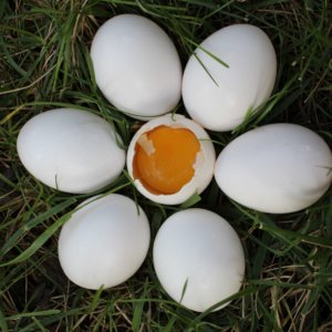 Duck Eggs - Free range egg production