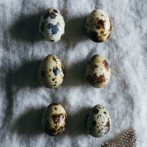 Quail Eggs - Cage less egg production