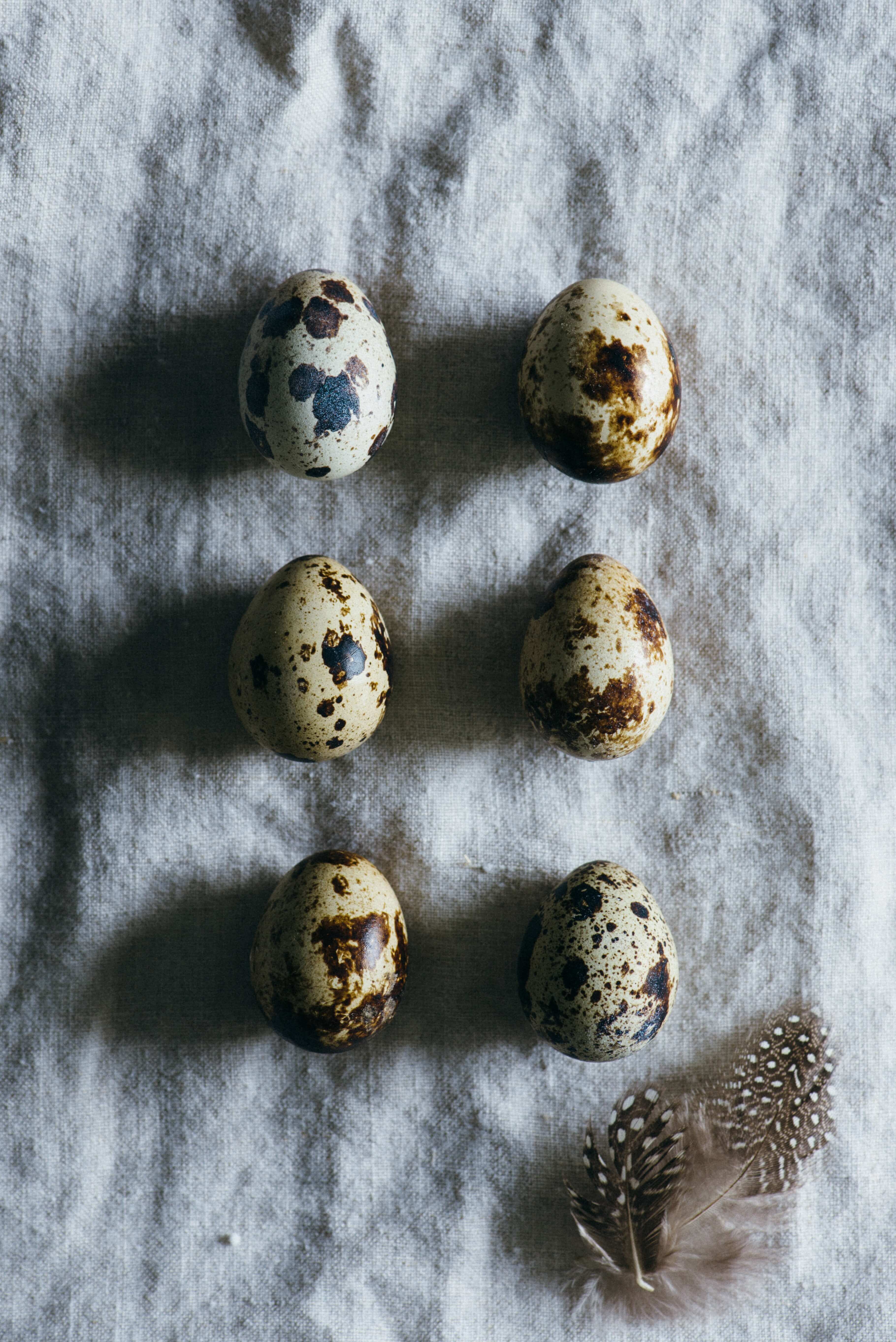 Quail Eggs - Cage less egg production