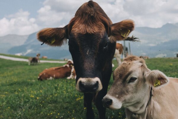 matteo-di-iorio-t9-c-4DH_MM-unsplash